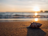 Seashell on the seashore. Original public domain image from Wikimedia Commons