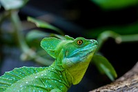 Green lizard. Original public domain image from Wikimedia Commons