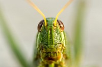 Closeup of eyes and antennae on a grasshopper. Original public domain image from Wikimedia Commons