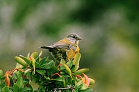 Small yellow and gray bird perched on a leafy branch in a sanctuary. Original public domain image from Wikimedia Commons