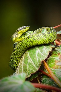 A snake with green and black scales coiled around a leaf. Original public domain image from Wikimedia Commons