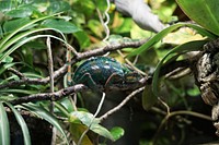 Chameleon sits on a branch in the jungle blending in with the leaves. Original public domain image from Wikimedia Commons