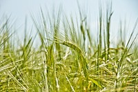 Green grains to wheat blow in the wind of a farm field. Original public domain image from Wikimedia Commons
