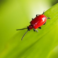 Red beetle climbs on a green leafy plant. Original public domain image from Wikimedia Commons