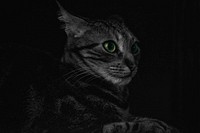 Tabby cat in the dark. Original public domain image from Wikimedia Commons