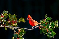 Cardinal bird perch on berry branch. Original public domain image from Wikimedia Commons