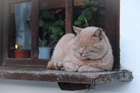 Ginger tomcat sleeping on a wooden windowsill outside. Original public domain image from Wikimedia Commons
