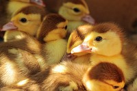 Brown and yellow duckling chicks. Original public domain image from <a href="https://commons.wikimedia.org/wiki/File:Duckling_chicks_(Unsplash).jpg" target="_blank" rel="noopener noreferrer nofollow">Wikimedia Commons</a>