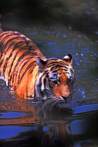 A large tiger wading through water. Original public domain image from Wikimedia Commons