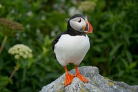 Atlantic Puffin stands on a rock in front of lots of green vegetation on Machias Seal Island. Original public domain image from Wikimedia Commons