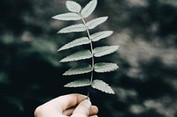 Leaves. Original public domain image from Wikimedia Commons