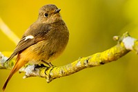 Brown bird on branch. Original public domain image from Wikimedia Commons