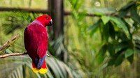 Parrot perching on tree branch. Original public domain image from Wikimedia Commons