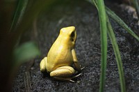 Golden frog on black wet soil. Original public domain image from <a href="https://commons.wikimedia.org/wiki/File:Sch%C3%B6nebecker_Str._129b,_Magdeburg,_Germany_(Unsplash_7YfY61ILEwg).jpg" target="_blank">Wikimedia Commons</a>