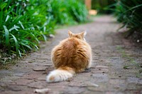 Back view of orange cat sitting on pavement. Original public domain image from Wikimedia Commons