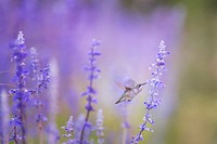 A hummingbird feeding on lavender flowers. Original public domain image from Wikimedia Commons