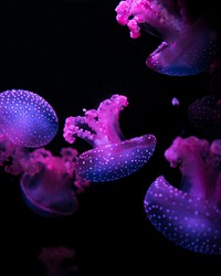 Pink jellyfish.Original public domain image from Wikimedia Commons