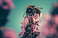 Bee collecting pollen from pink flower bud with blue sky background in Spring. Original public domain image from Wikimedia Commons