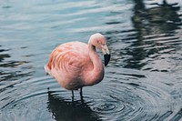 Pink flamingo stands in a rippling lake. Original public domain image from Wikimedia Commons