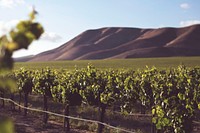 A vineyard with hills in the background.. Original public domain image from <a href="https://commons.wikimedia.org/wiki/File:Vineyard_and_hills_(Unsplash).jpg" target="_blank" rel="noopener noreferrer nofollow">Wikimedia Commons</a>