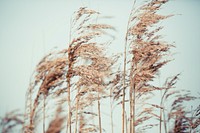 Tall grains of wheat blow in a windy field. Original public domain image from <a href="https://commons.wikimedia.org/wiki/File:Wind_on_Wheat_(Unsplash).jpg" target="_blank" rel="noopener noreferrer nofollow">Wikimedia Commons</a>