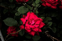 Red roses and green leaves blooming in a flower bush outside. Original public domain image from <a href="https://commons.wikimedia.org/wiki/File:Blooming_Rose_Bush_(Unsplash).jpg" target="_blank" rel="noopener noreferrer nofollow">Wikimedia Commons</a>