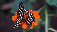Two black butterflies with white stripes on their wings on a deep orange flower. Original public domain image from Wikimedia Commons