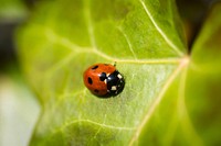 Macro shot of red ladybug on green leaf. Original public domain image from Wikimedia Commons