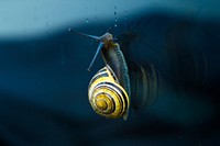 Snail with a yellow striped spiral shell ascends window with water drops. Original public domain image from Wikimedia Commons