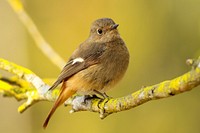 Brown bird on branch. Original public domain image from Wikimedia Commons