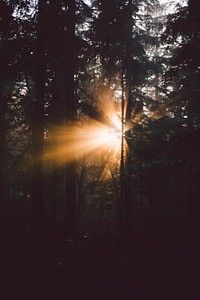 Sunrays breaking through the branches in a coniferous forest. Original public domain image from Wikimedia Commons