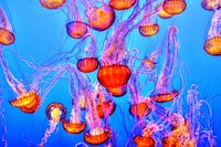 Monterey Bay Aquarium, Monterey, United States. Original public domain image from Wikimedia Commons