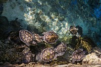 Turtles. Original public domain image from <a href="https://commons.wikimedia.org/wiki/File:Tortugas_en_Xcaret_(Unsplash).jpg" target="_blank">Wikimedia Commons</a>