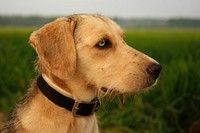 Close up shot of a brown dog&#39;s face with collar. Original public domain image from <a href="https://commons.wikimedia.org/wiki/File:Pals,_Spain_(Unsplash).jpg" target="_blank">Wikimedia Commons</a>