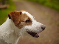 A Jack Russell Terrier looking out into a field. Original public domain image from Wikimedia Commons