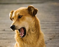 A yellow dog yawning. Original public domain image from Wikimedia Commons