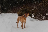 A brown dog in a collar standing on fluffy snow. Original public domain image from <a href="https://commons.wikimedia.org/wiki/File:Dog_during_snowfall_(Unsplash).jpg" target="_blank" rel="noopener noreferrer nofollow">Wikimedia Commons</a>