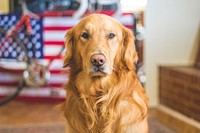 Golden retriever. Original public domain image from Wikimedia Commons