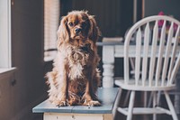 Cocker spaniel. Original public domain image from Wikimedia Commons