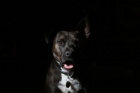Black boxer dog in the dark. Original public domain image from <a href="https://commons.wikimedia.org/wiki/File:Nashville,_United_States_(Unsplash_UzO4kgBMCv4).jpg" target="_blank">Wikimedia Commons</a>