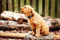 Barking dog standing on wood stump. Original public domain image from Wikimedia Commons