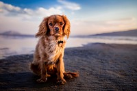 Cocker spaniel at the beach. Original public domain image from Wikimedia Commons
