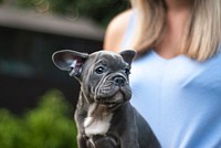 A woman holding french bulldog puppy. Original public domain image from <a href="https://commons.wikimedia.org/wiki/File:French_Bulldog_Puppy_(Unsplash).jpg" target="_blank">Wikimedia Commons</a>