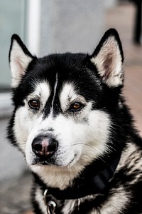 Close-up of the head of a husky dog. Original public domain image from Wikimedia Commons