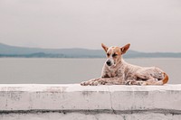 Stray dog sitting on the edge of the bridge with sea background. Original public domain image from Wikimedia Commons