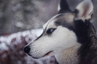 Profile of a siberian husky's snout and blue eyes in the snow. Original public domain image from <a href="https://commons.wikimedia.org/wiki/File:Winter_Dog_(Unsplash).jpg" target="_blank" rel="noopener noreferrer nofollow">Wikimedia Commons</a>