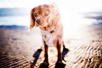 Cocker spaniel at the beach. Original public domain image from Wikimedia Commons