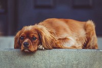 Cocker spaniel. Original public domain image from Wikimedia Commons