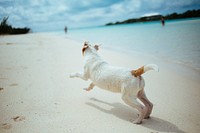 Puppy dog playing on the sand beach at Scotland Cay. Original public domain image from <a href="https://commons.wikimedia.org/wiki/File:Dog_on_a_beach_(Unsplash).jpg" target="_blank" rel="noopener noreferrer nofollow">Wikimedia Commons</a>
