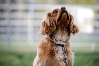 Cocker spaniel. Original public domain image from Wikimedia Commons